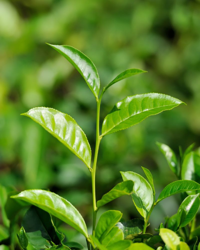 SAYAMA TEA|Single Origin Tea Bags “SAYAMAKAORI” Stand Pack (12 packets)